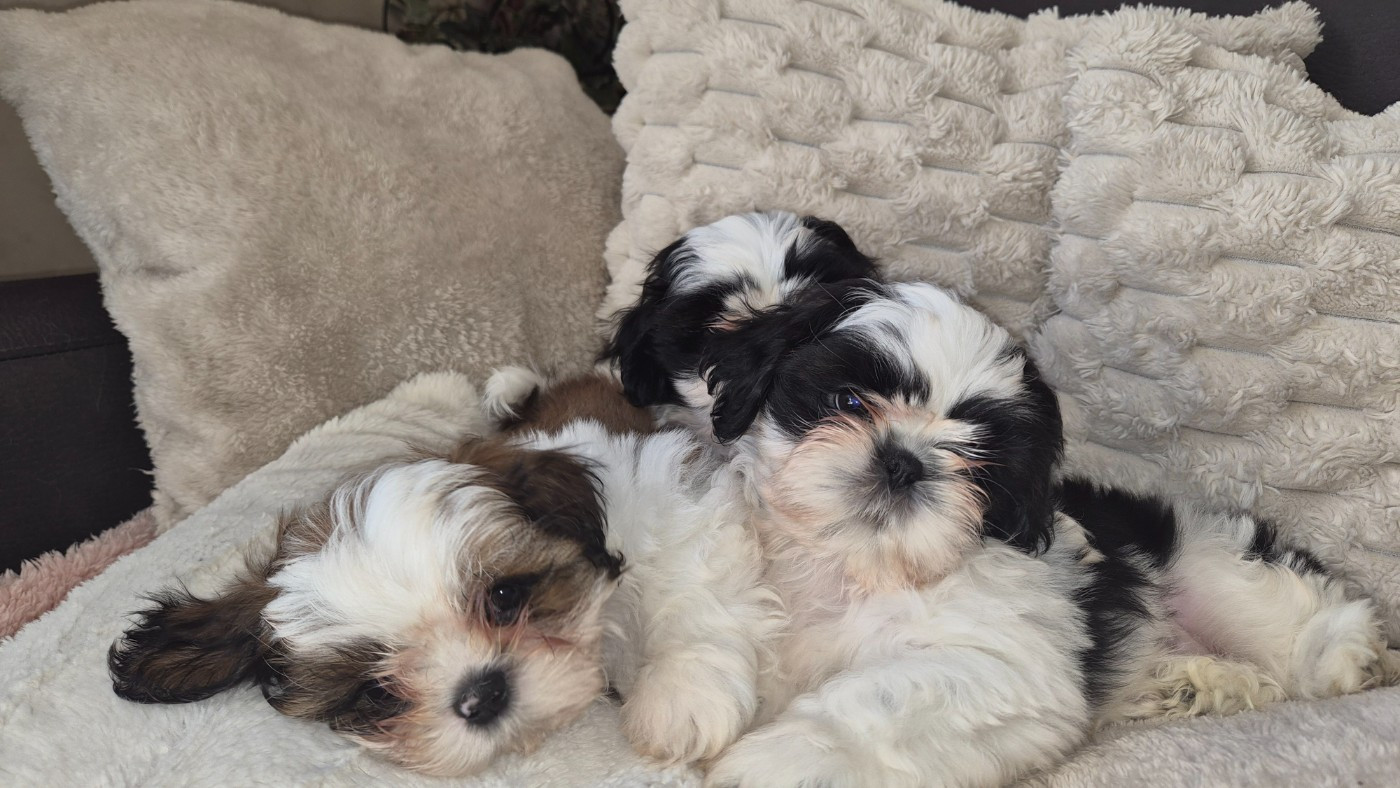 3 superbes petits males disponibles