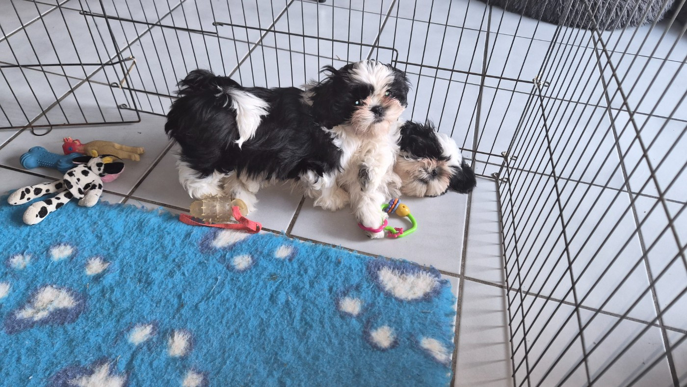 De Devadurga - Shih Tzu - Portée née le 02/12/2025