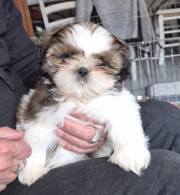 Aphrodite De Devadurga